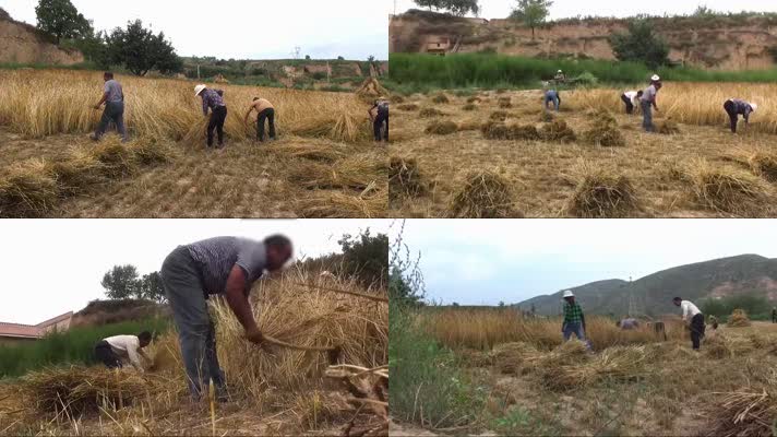 农民手工收割小麦