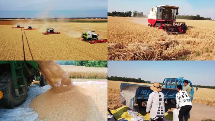 农村联合收割小麦