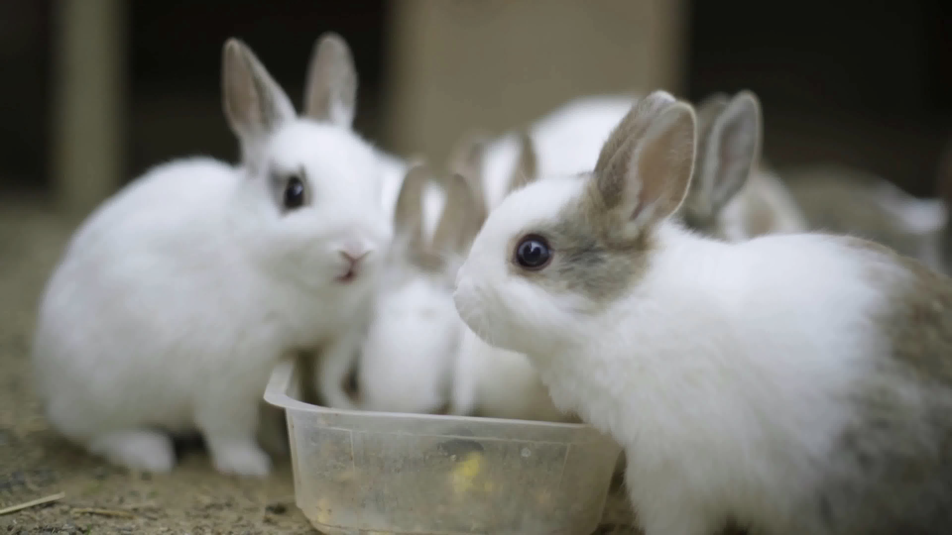 动物高清桌面壁纸之吃草的小兔子 -桌面天下（Desktx.com）