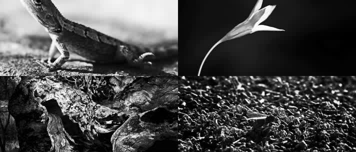 黑白摄影，自然生态，昆虫植物