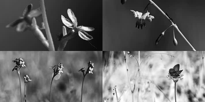 黑白摄影，自然生态，植物昆虫