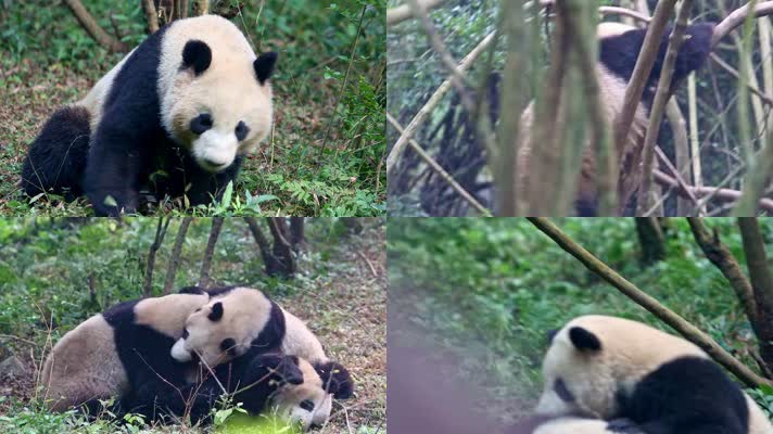 打架嬉戏打闹的大熊猫440视频素材