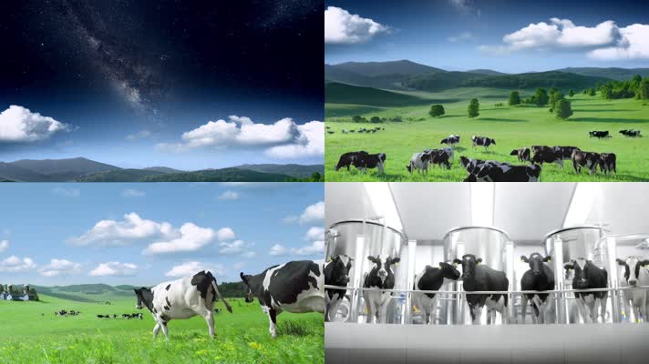 草场 奶牛场 天然牧场 奶年养殖