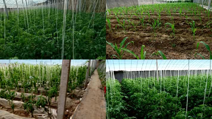 玉米苗种植绿色农业蔬菜大棚290