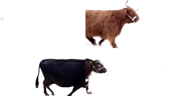各种牛