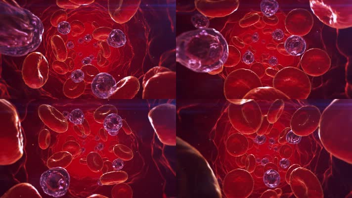 血红细胞在血管中流动