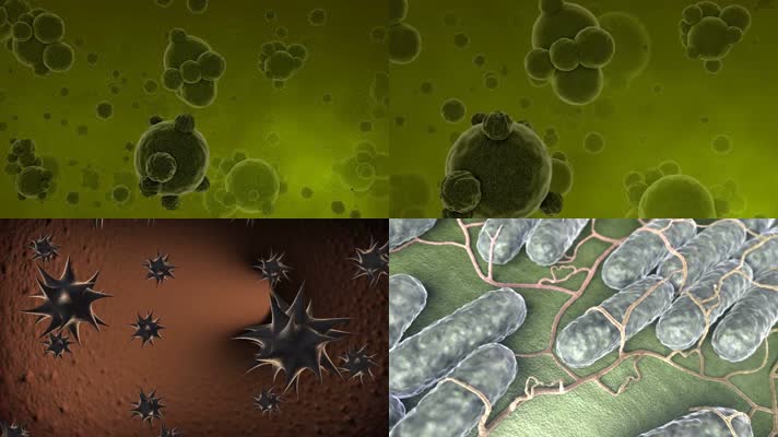 细菌微生物