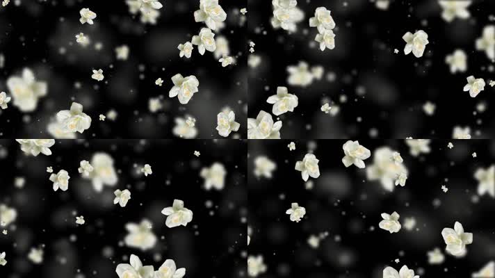 唯美白色茉莉花粒子背景视频