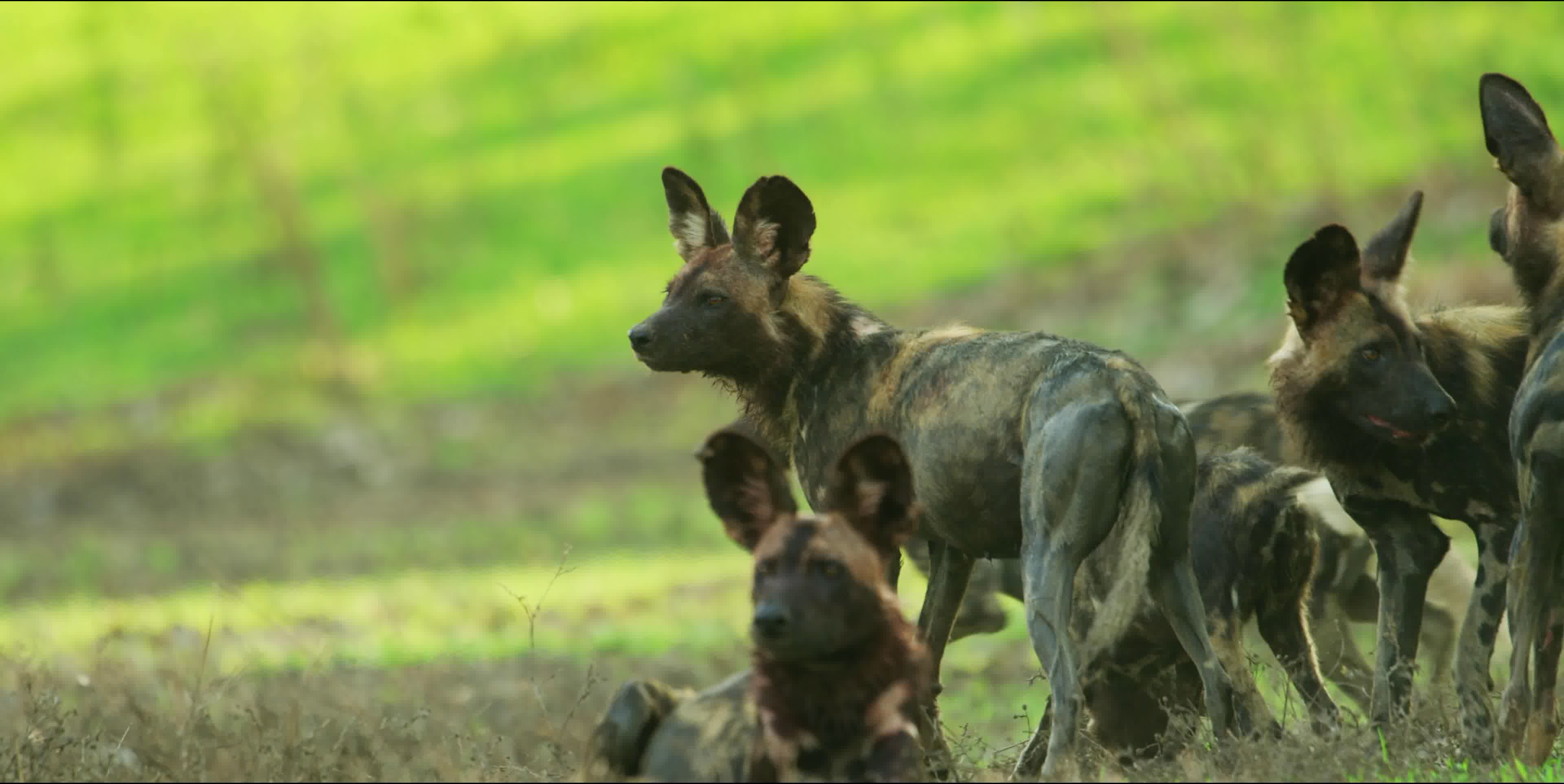非洲野犬黑尖图片