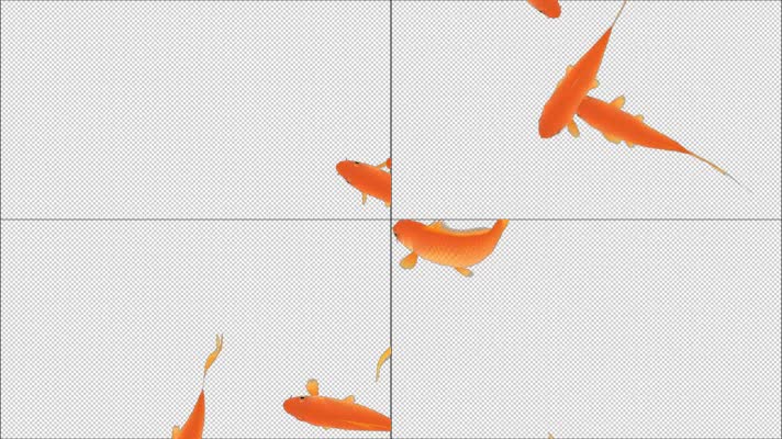 透明通道全息大红锦鲤鲤鱼