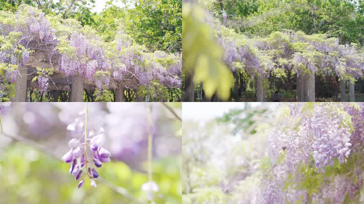 4k紫藤花