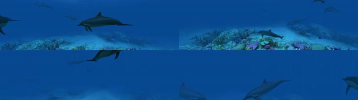 超宽屏水族馆海洋海豚