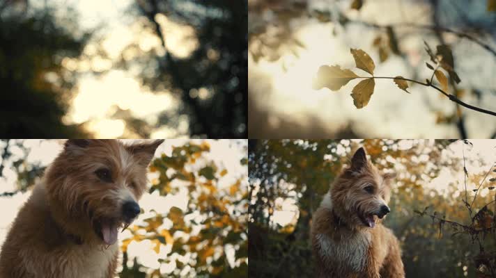 森林遛狗，秋天森林