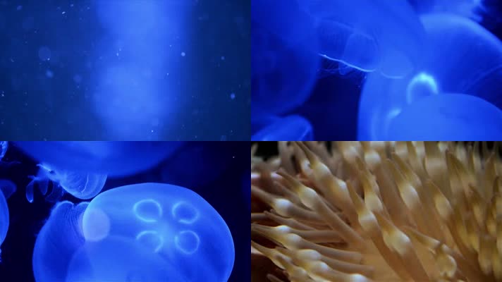 海洋生物海月水母