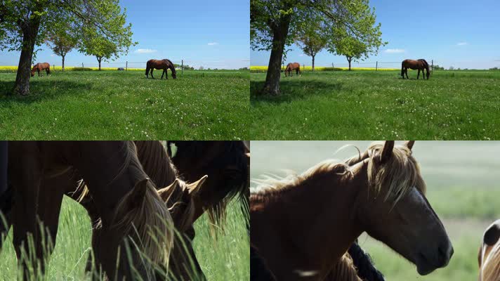 马儿吃草