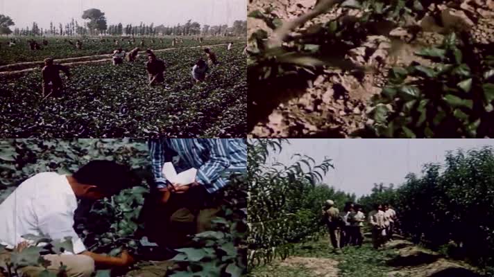 70年代知青下乡劳动种棉花玉米