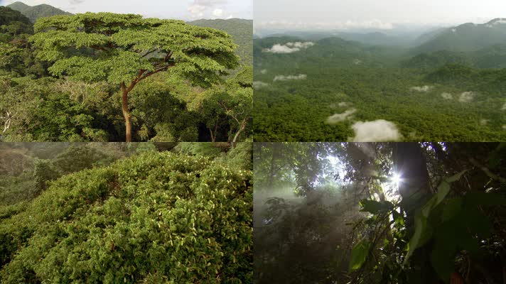 大片森林 绿化 青山 富氧离子 环保
