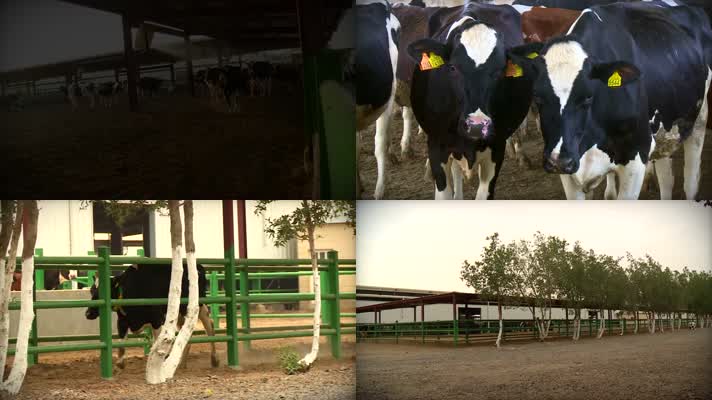 奶牛养殖基地