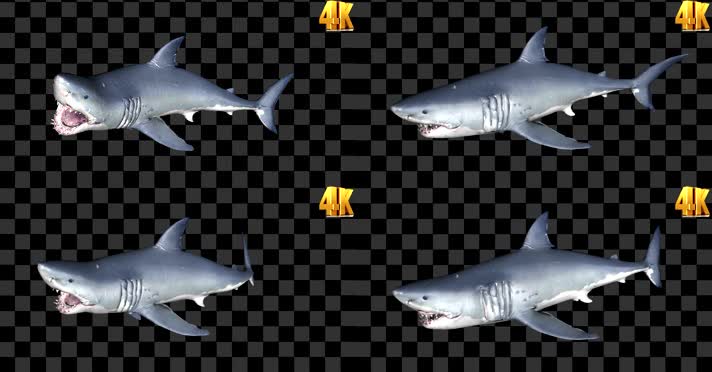 鲨鱼攻击 全息鲨鱼 alpha 