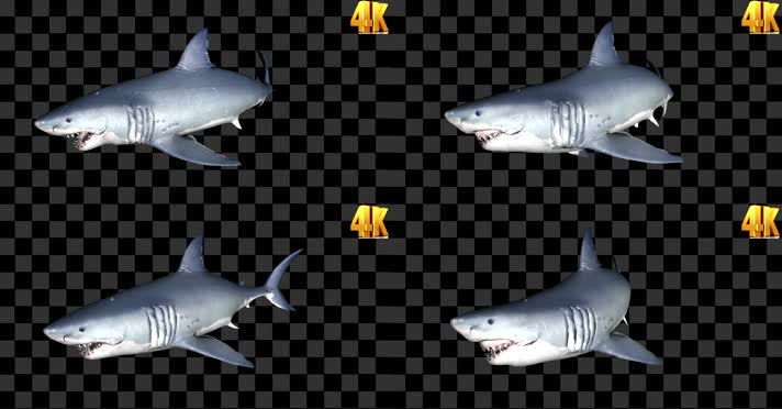 鲨鱼攻击 全息鲨鱼 alpha   