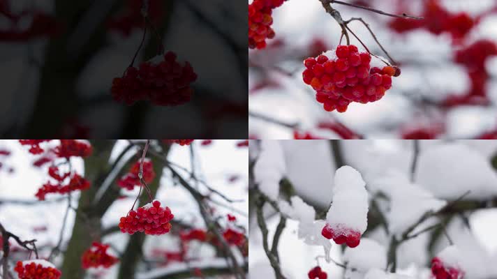 唯美冬天雪景，树枝挂雪