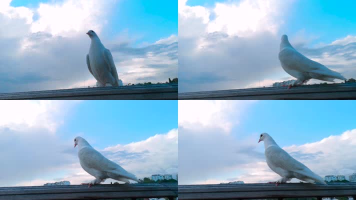 鸽子，阳台天空蓝天白云