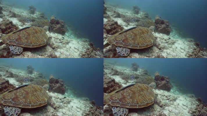 海底世界海鱼海龟珊瑚