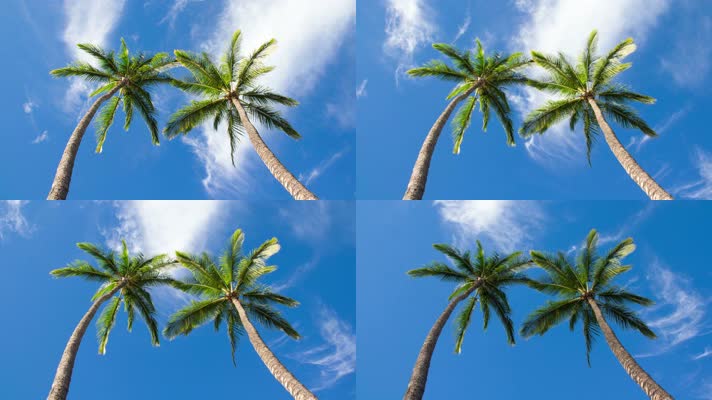 热带风景椰子树