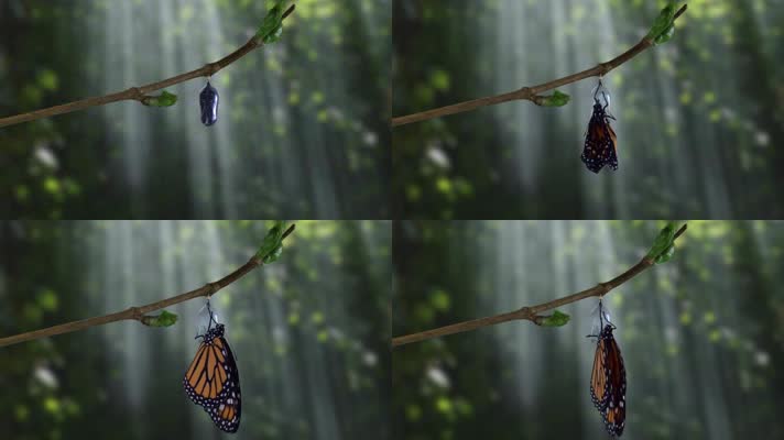 蝴蝶孵化过程