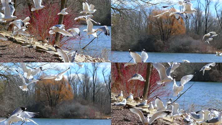鸟群河边飞舞