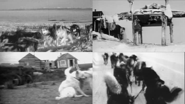 上世纪初期阿拉斯加雪橇犬大赛