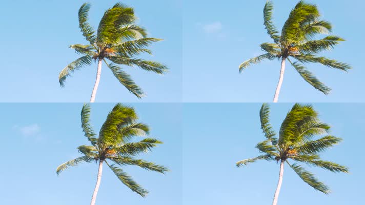 海岛棕榈树，椰子树