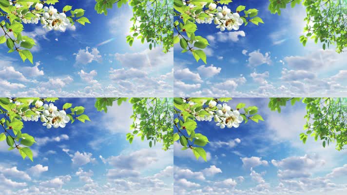【4k】白花树叶天空