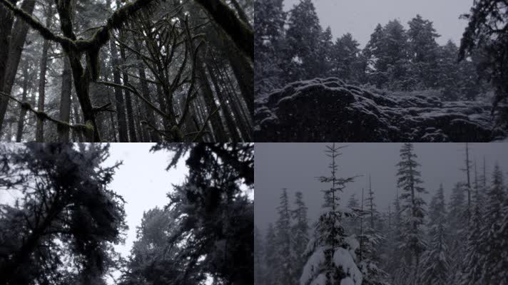 户外冬天下雪，原始森林树林