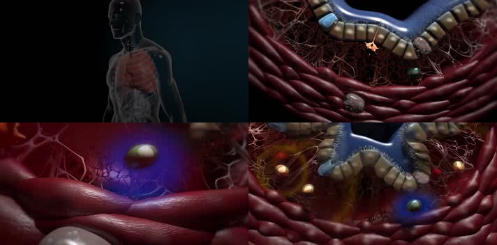 人体肺部肺脏肺部免疫系统3D医学动画