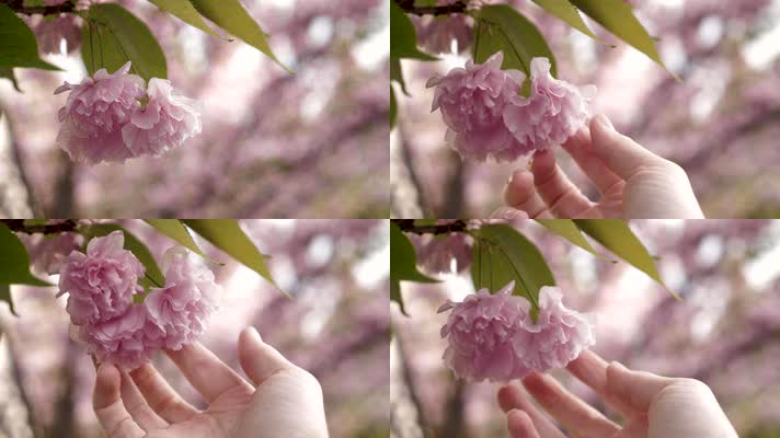【4K】樱花树粉色樱花开放春天