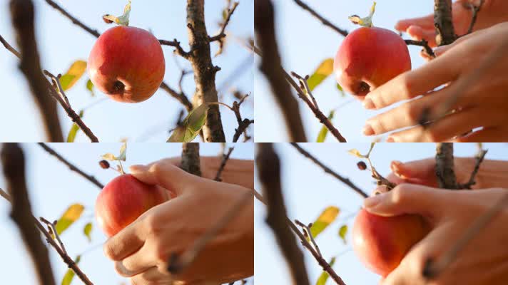 手摘苹果
