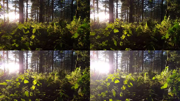 森林树林，太阳光芒