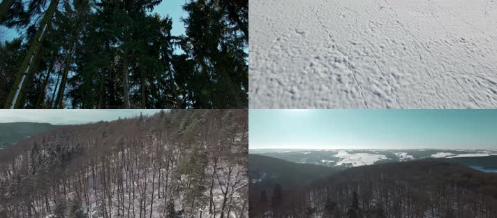 冬天森林，白色世界，野生动物