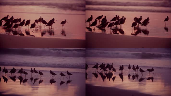 海边海鸟，唯美海边日落日出
