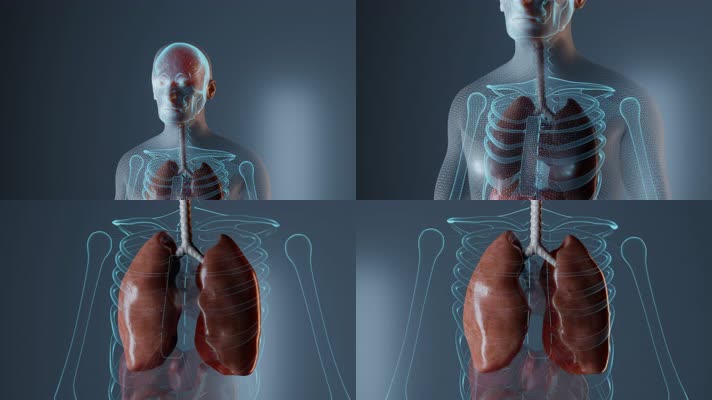 人体肺部解剖动画
