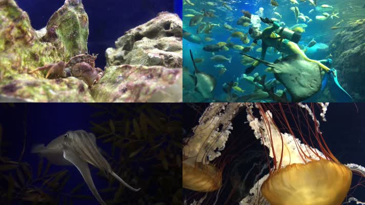 水族馆，海洋馆，海底世界潜水