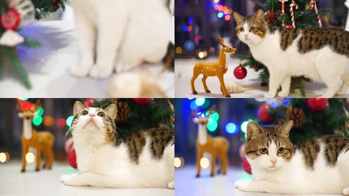 4K原创可爱圣诞节圣诞树猫咪