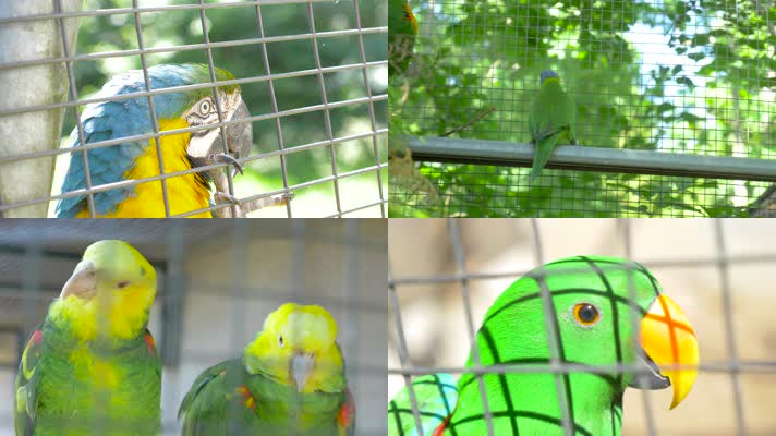 鹦鹉，鸟笼，动物园