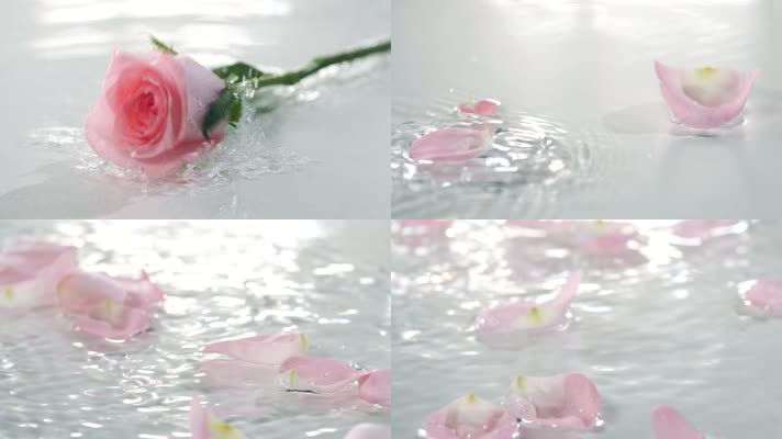 玫瑰花，花瓣落入水中慢镜头可商用