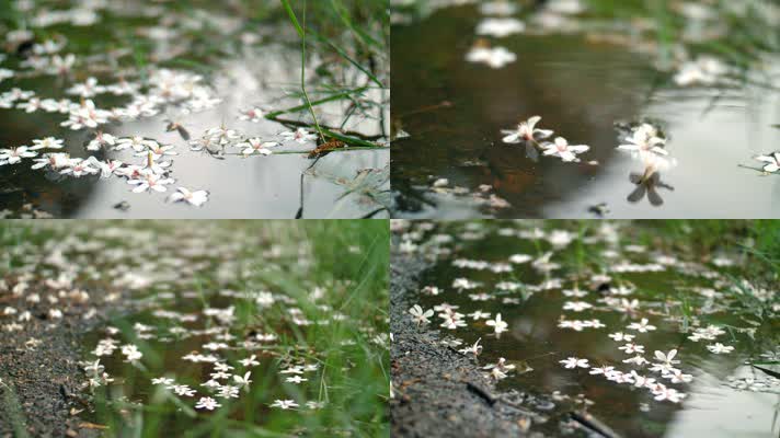溪水落花，凋落的花瓣花朵