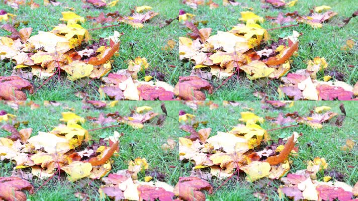 地上落叶，秋天秋色