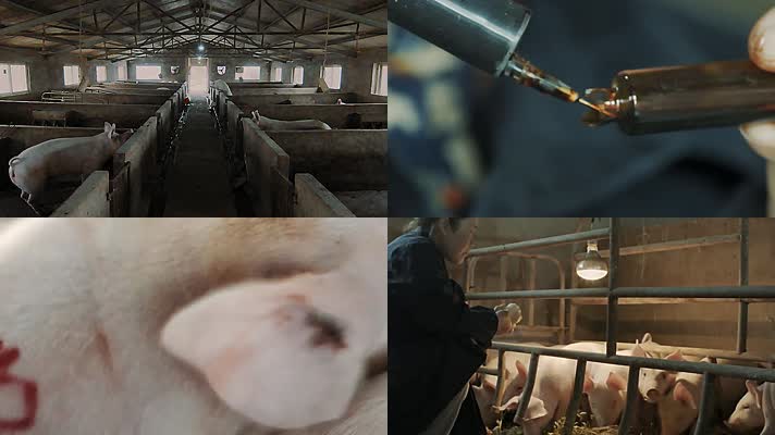现代农业-养殖业-养猪-防疫