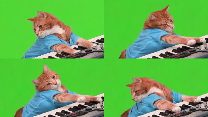 小猫弹钢琴绿屏