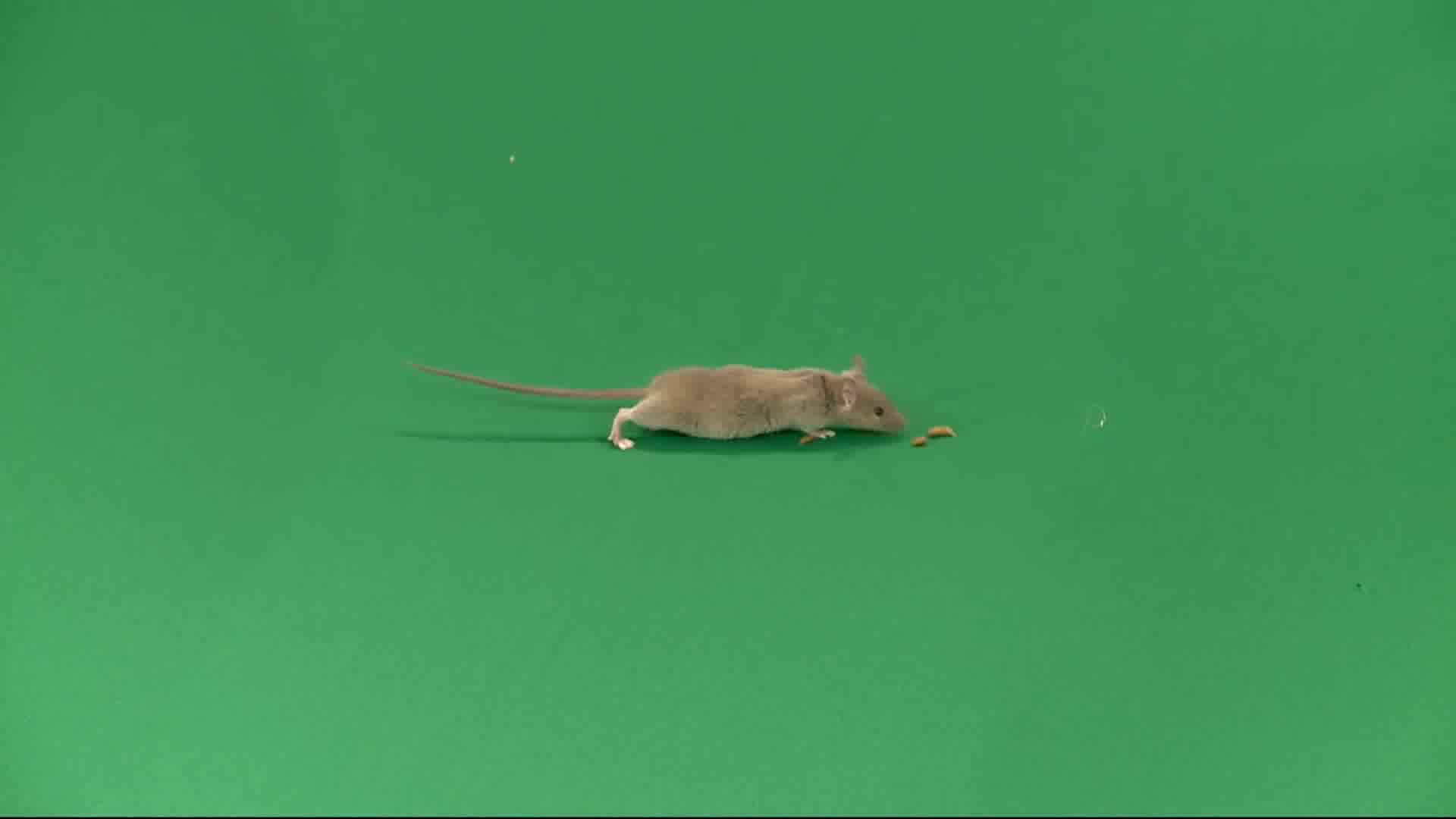 南澳的小老鼠|摄影|动物|華華Hannah - 原创作品 - 站酷 (ZCOOL)